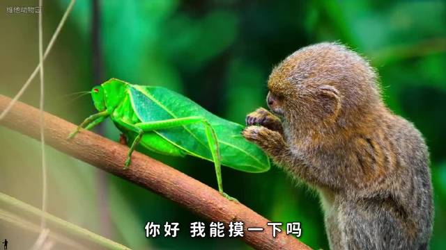 手长在别人腿上的吗喽，动物世界