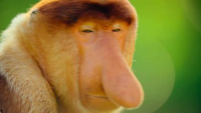 长鼻猴：猴赛雷啊，一代人有一代人的动物世界