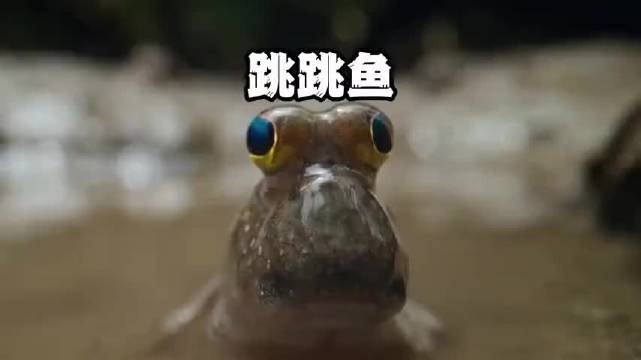 弹涂鱼你们吃土只是玩梗，而且是真的吃土，动物世界