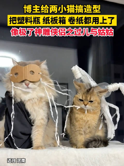 博主用塑料瓶纸板箱为小猫打造神雕侠侣造型