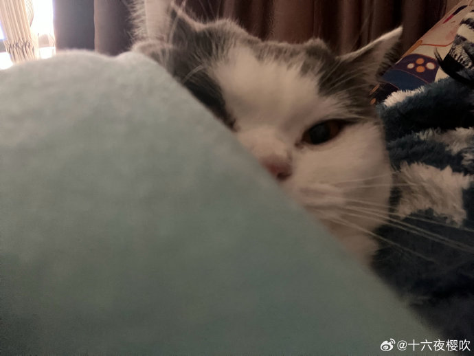 那年今日 我屋企嘅貓好cute btw 使徒行者好好睇