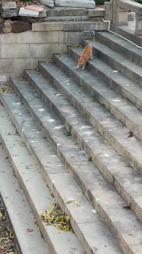 猫咪捉鸟，看着让人紧张！动物世界精彩瞬间