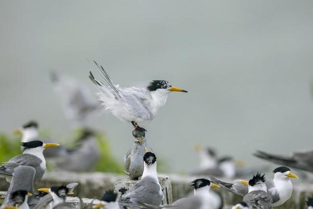 在韭山列岛拍到的脚带环志的中华凤头燕鸥。（受访者供图）