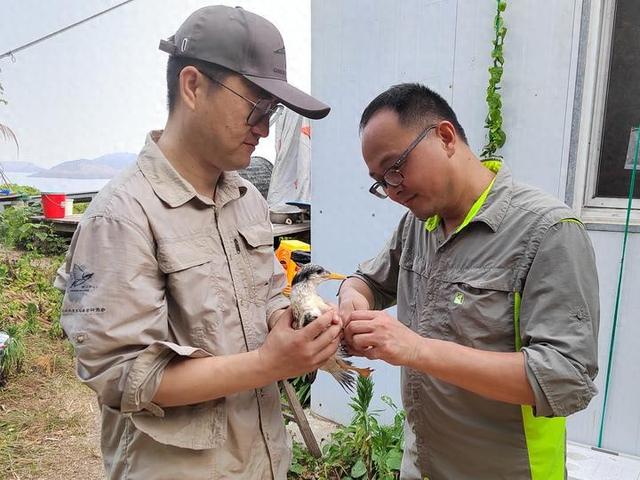 研究团队正在给燕鸥幼鸟佩戴环志。（受访者供图）