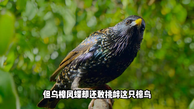 动物世界里总是有那么多伪装