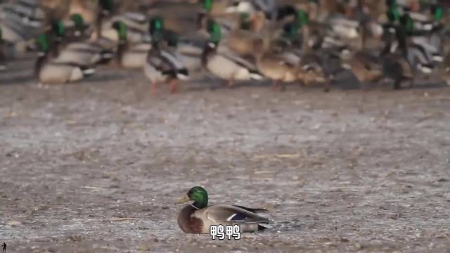 游隼：空中街溜子！ 动物世界