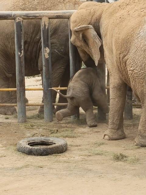 小象撒欢越狱失败被卡住，妈妈拽尾巴救援
