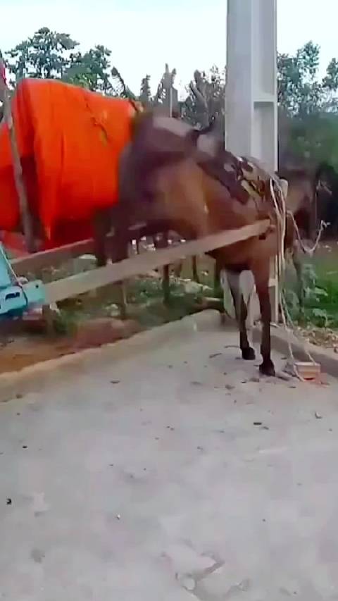 脐带很多马宝宝降生到时候小杀手甲小将军直接组成一个连