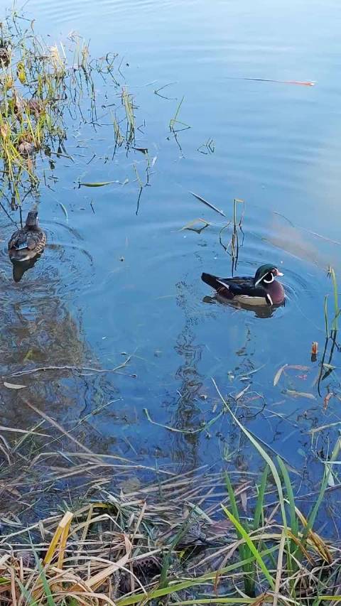金庸谈情字难解，勇敢迈步寻幸福
