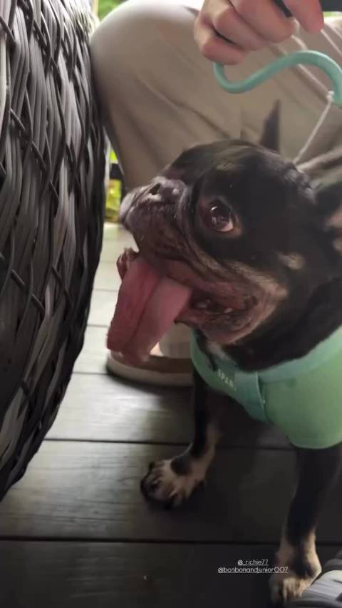 251231 bonbonandjunior007 ig 超级可爱超级乖的Bonbon