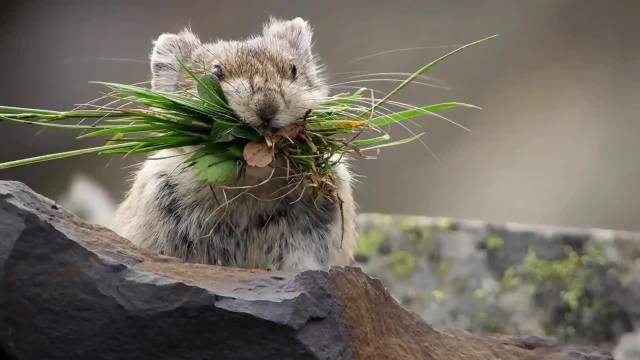 生活不要太颠，睁开眼又活一天，鼠兔 动物解说 动物世界 搞笑
