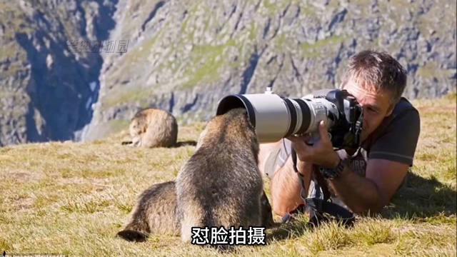 动物世界是这样拍出来的吗 我记得小时候看的不是这样的啊