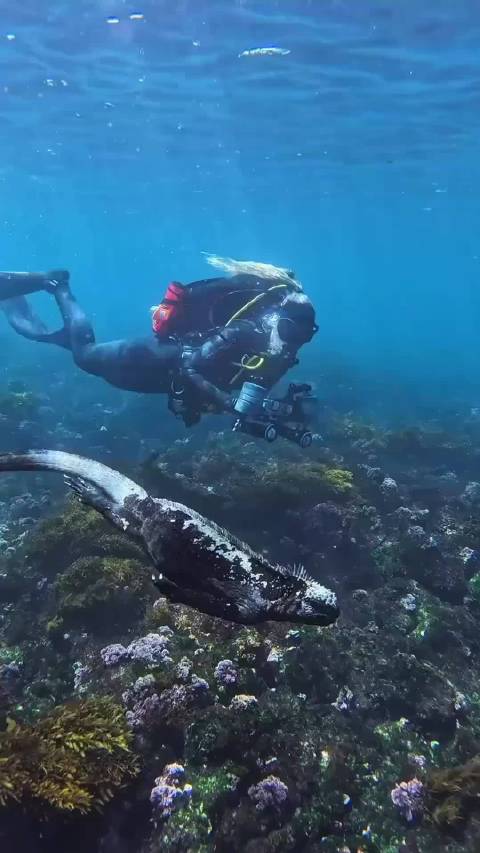 吃草的“哥斯拉”生活的好朴素，吃个草都这么难