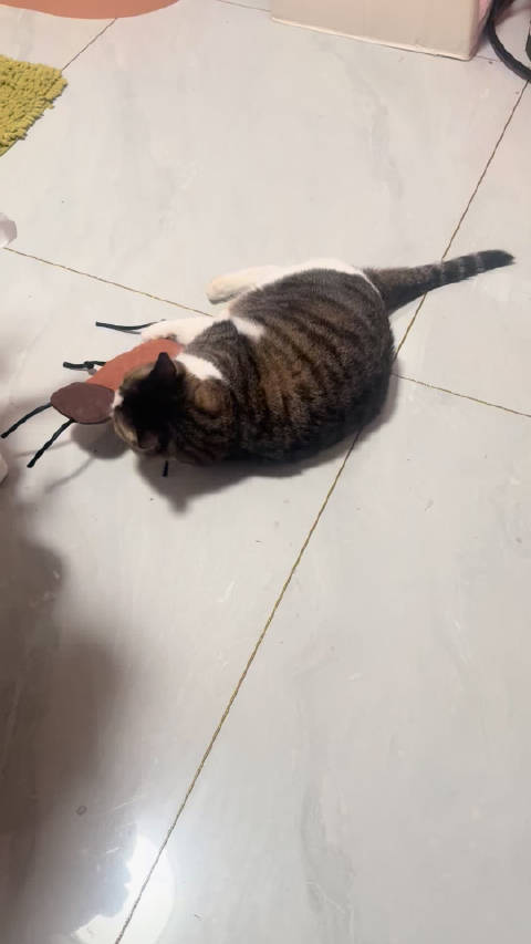 阿杜身手敏捷逃脱，主人计划诱其上楼