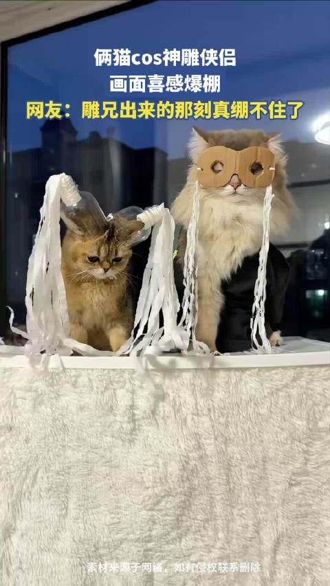 俩猫cos神雕侠侣画面喜感爆棚