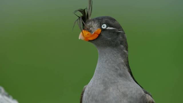 凤头海雀，头顶一撮毛，是全村最靓的仔， 不一样的动物世界吧，太好笑了