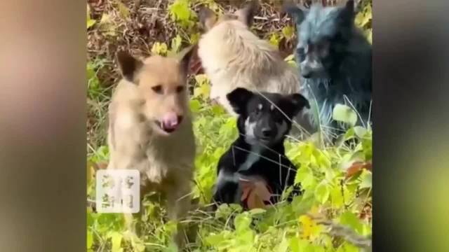 切尔诺贝利现蓝色狗群，非辐射变异系40年演化奇迹