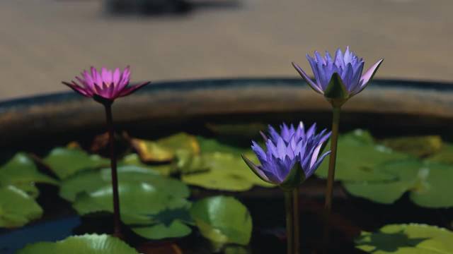 愿你花开富贵尽享花样年华