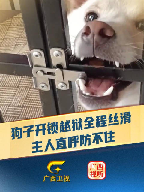 男子晒狗子熟练开锁越狱视频引关注