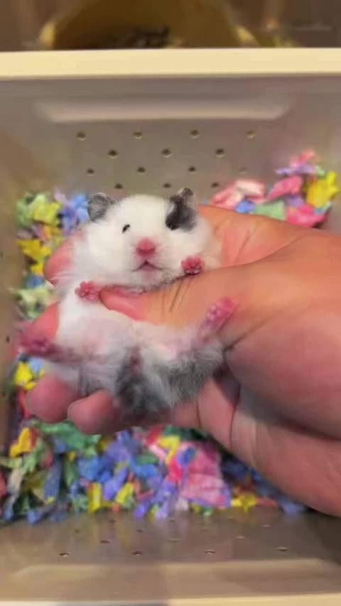 加勒比海盗‍☠️船长