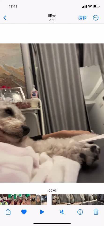 网友调侃养狗比养娃省心，小狗看动物世界秒睡