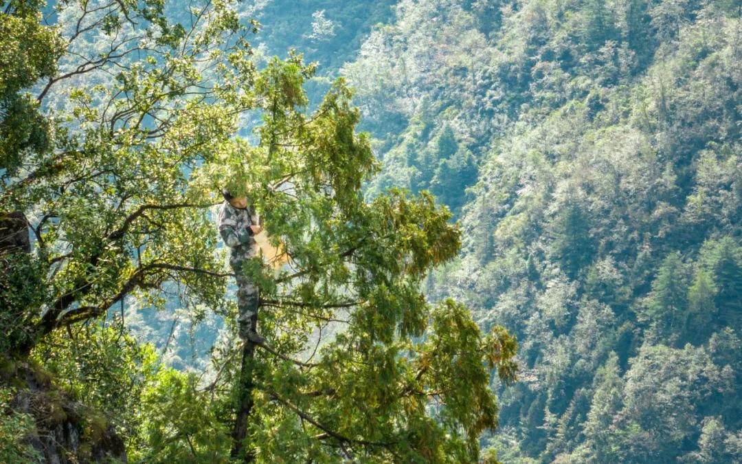重庆雪宝山国家级自然保护区，工作人员正在悬崖绝壁上采摘野生崖柏果实。