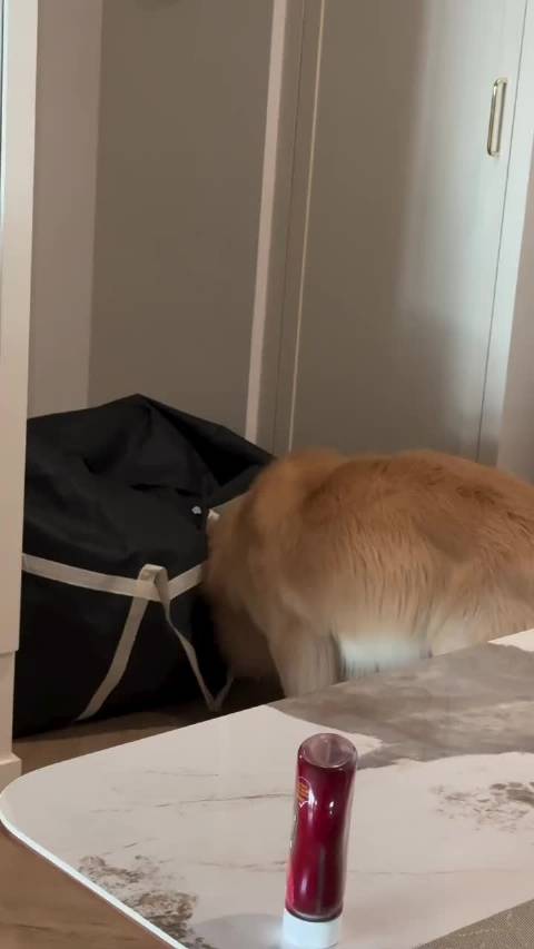 parker真是一只活泼可爱的大鸡毛 /ppnaravit