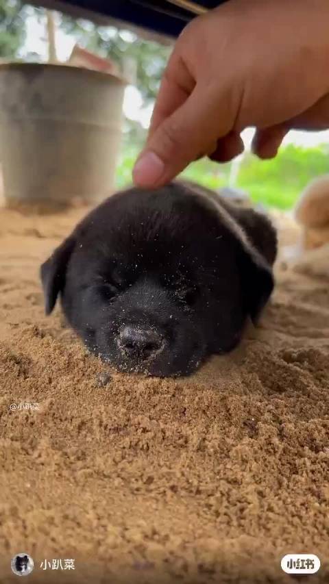 卧槽李雾就是这样