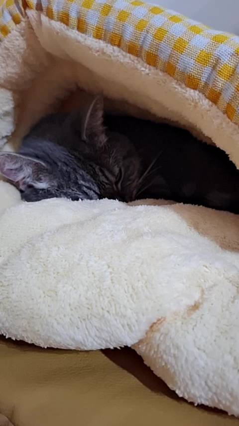 好凍啊！冬冬冬眠