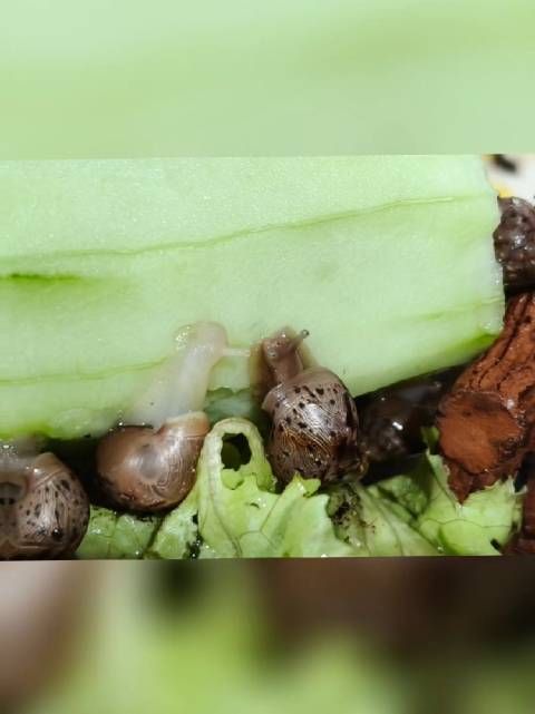 白玉蜗牛超话晒蜗牛宝宝吃自助