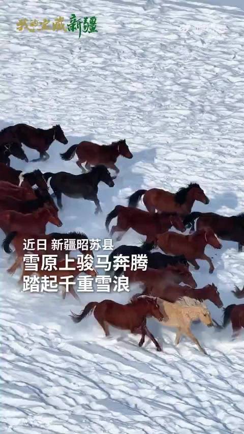 套马的汉子，奔腾的骏马