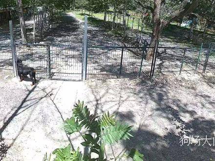 在我心中，黑豹始终是无可替代的特别小狗