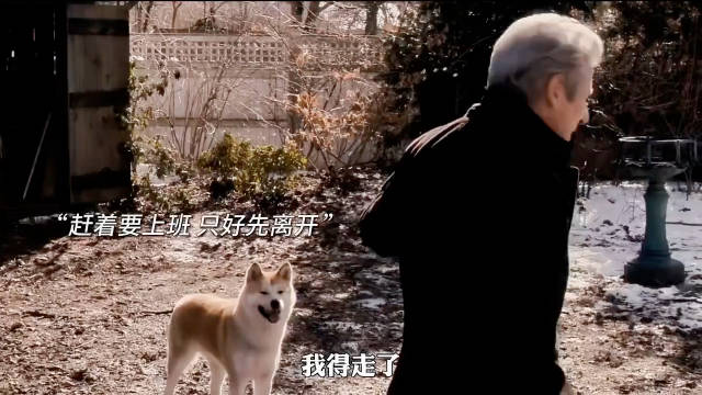 想起了忠犬八公，一部眼泪止不住的电影 为什么狗狗能如此深情？