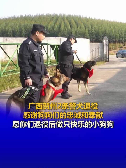 广西贺州2条警犬光荣退役 ，感谢狗狗们的忠诚和奉献！
