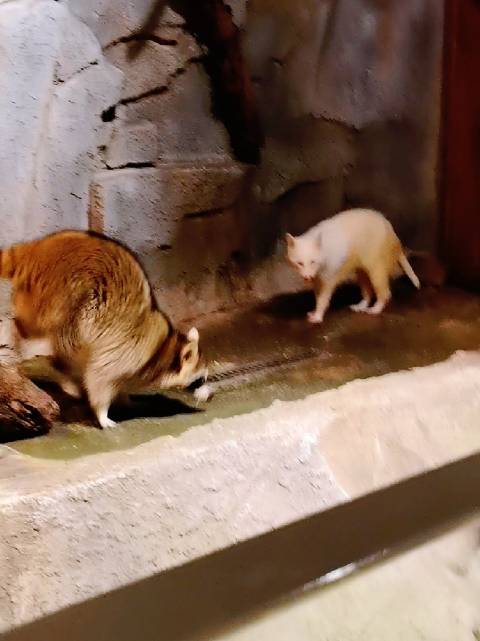 杰克船长奇幻动物世界开园，浣熊夫妻领衔沉浸互动