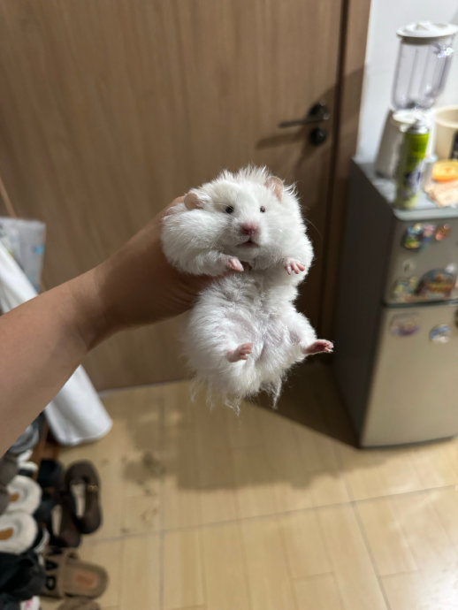 越狱出来小jio黢儿黑