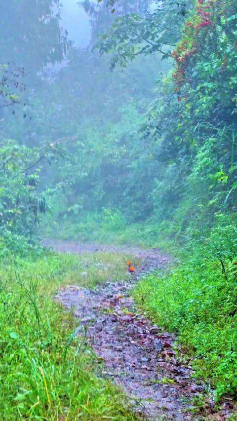 福田首次清晰记录红腹锦鸡灵动身影