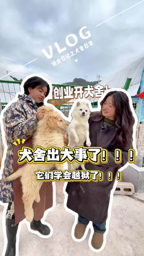 犬舍出大事了！它们学会越狱了！ 金毛 vlog十亿流量扶持计划 狗狗的日常