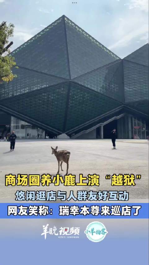 商场圈养的小鹿越狱了