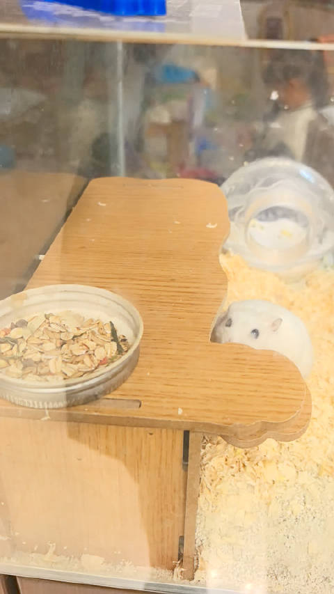 仓鼠福子啃笼越狱未遂，旦爸紧急修补