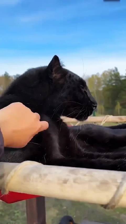 这黑豹看着还挺温顺的，像一只超大号的猫猫