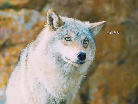 善有善报，恶有恶报，一切皆有因果 ！ 冯绍峰 窦骁/狼图腾