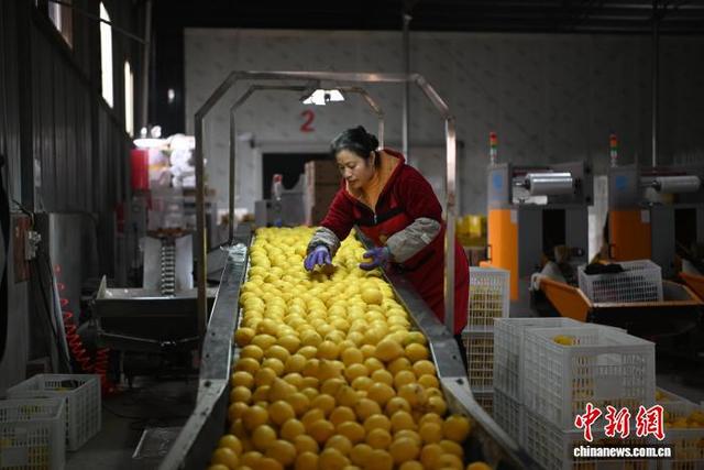 1月7日，重庆市潼南区崇龛镇的一处柠檬出口基地内，工作人员正在挑选准备出口的柠檬。张旭 摄