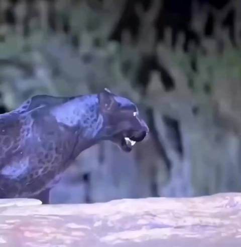 黑豹原来是有斑点的 —— 在月光下拍摄时，就很清楚了