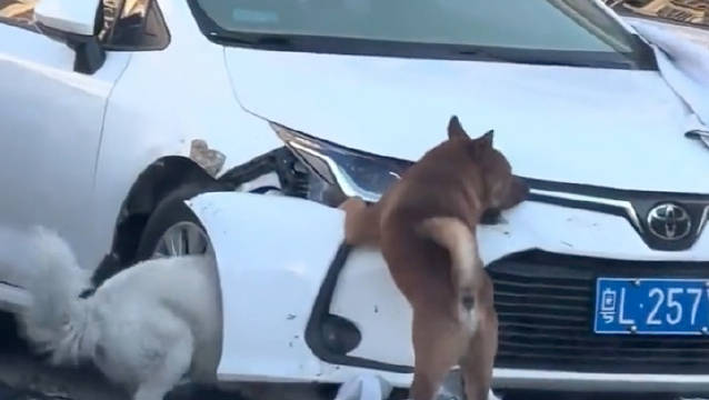 俩狗街头交配被喇叭惊扰，直接对车展开报复，把车咬得稀巴烂！