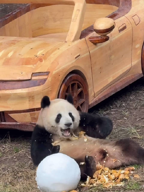 长安启源代言人莽小五豪车旁专注吃播