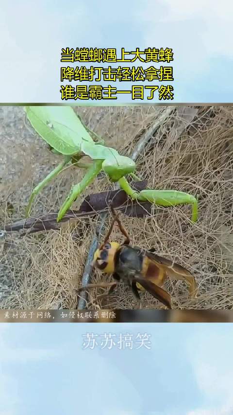 当螳螂遇上大黄蜂，降维打击轻松拿捏，谁是霸主一目了然！