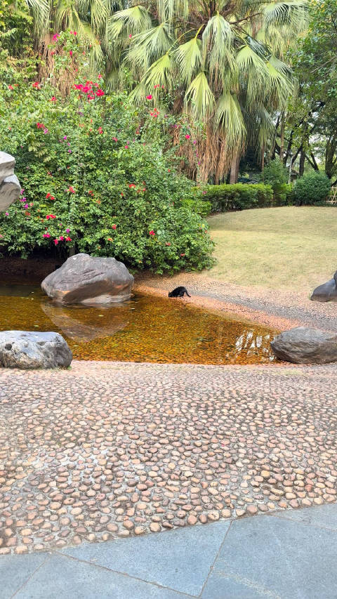 公园里的流浪猫被养得很好，毛都发亮的，好像只黑豹