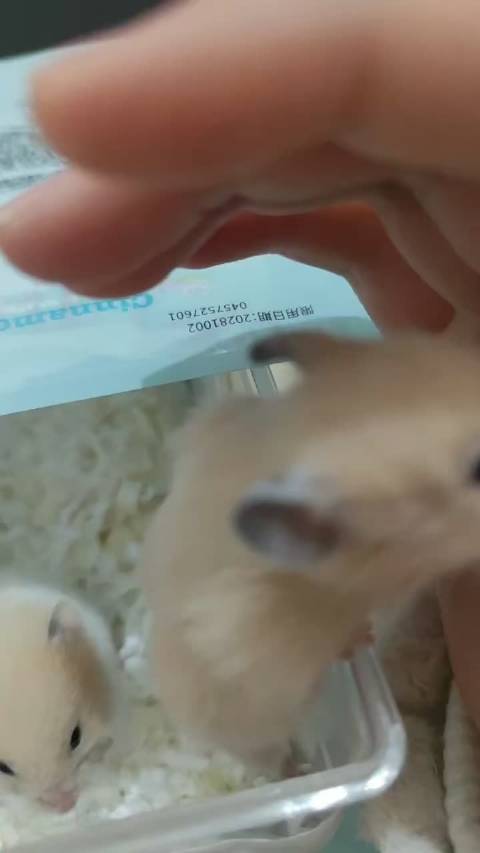 布丁即将入住新家，主人分享萌宠越狱瞬间