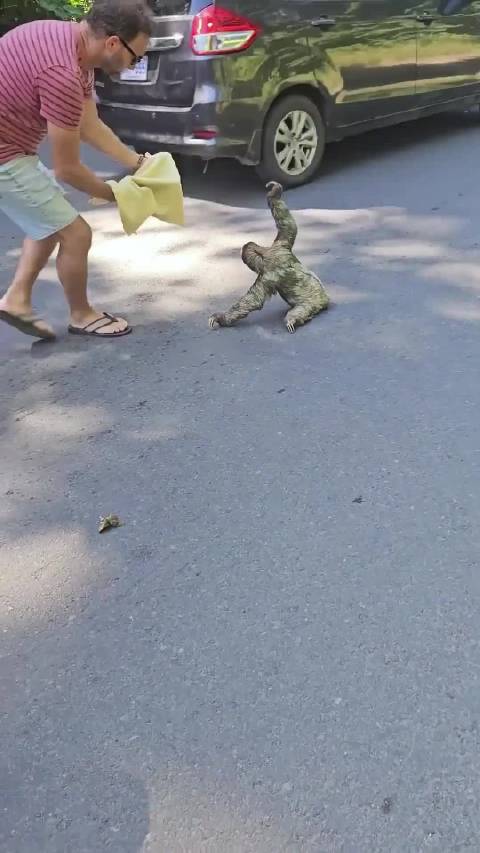 那些可爱的小动物，您最想撸哪个?